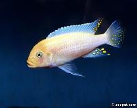 <i>Metriaclima estherae</i>, Minos Reef (hane) akvarieexemplar