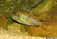 <i>Labeotropheus chlorosiglos</i>, Katale (hona)