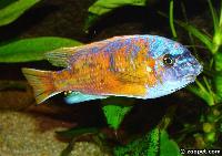 <i>Labeotropheus chlorosiglos</i>, Katale