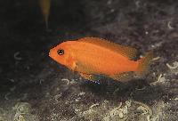 <i>Metriaclima estherae</i>, Minos Reef (hona)