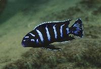 Demasoni