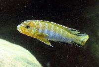 <i>Chindongo cyaneus</i>