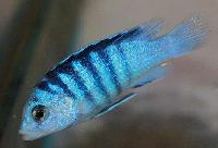 Zebrarandig labidochromis