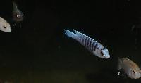 <i>Labidochromis</i> cf. <i>chisumulae</i>, Mbweca