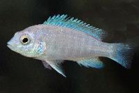 <i>Labidochromis</i> cf. <i>chisumulae</i>, Mbweca