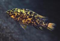 <i>Labeotropheus fuelleborni</i>, Likoma