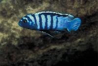 <i>Cynotilapia afra</i>, Mara Point