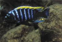 <i>Cynotilapia</i> sp. 