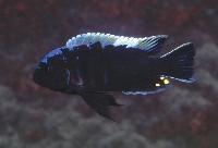 <i>Cynotilapia</i> sp. 