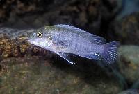 <i>Iodotropheus stuartgranti</i>, Gome