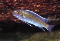 <i>Labeotropheus trewavasae</i>, Lion´s Cove