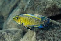 <i>Labeotropheus trewavasae</i>, Metangula