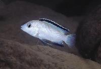 <i>Labidochromis caeruleus</i>, Nkhata Bay