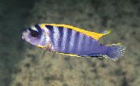 <i>Labidochromis</i> sp. 'hongi'