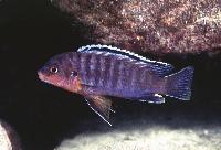 <i>Labidochromis maculicauda</i>, Liuli