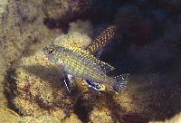 <i>Labidochromis textilis</i>, Hai Reef