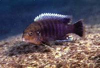 <i>Labidochromis vellicans</i>, Tsano Rock