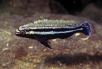 <i>Melanochromis auratus</i>, Thumbi West (hane)