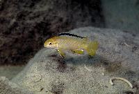 <i>Melanochromis perileucos</i>, Likoma