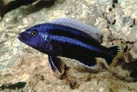 <i>Melanochromis chipokae</i>, Chidunga Rocks