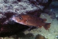 <i>Abactochromis labrosus</i>, Mbenji