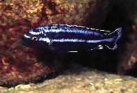 <i>Melanochromis parallelus</i>, Lundo