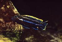 <i>Melanochromis simulans</i>,  Nkhungu Point