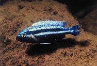 <i>Melanochromis vermivorus</i>, Chinyankwazi