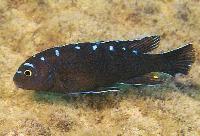 <i>Chindongo</i> sp. 'elongatus spot', Hai Reef 