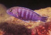 Ianthinus labidochromis