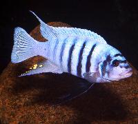 <i>Metriaclima</i> sp. "zebra chilumba", Maison Reef