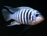 <i>Metriaclima</i> sp. "zebra chilumba", Maison Reef