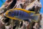 Labidochromis sp. 'hongi' 