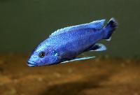 Northern blue melanochromis