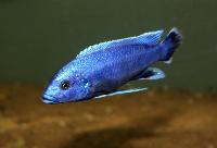 <i>Melanochromis kaskazini</i>, Manda 