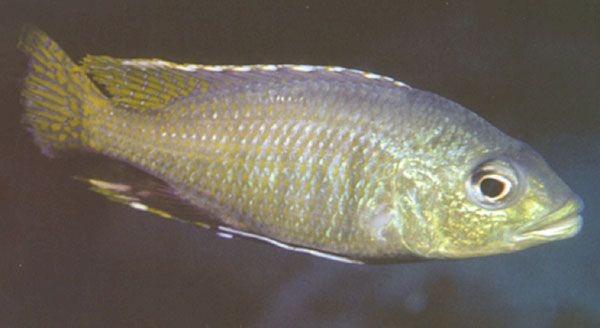 Corematodus taeniatus är fjällätare och därför inte lämplig som akvariefisk. Foto: Ad Konings