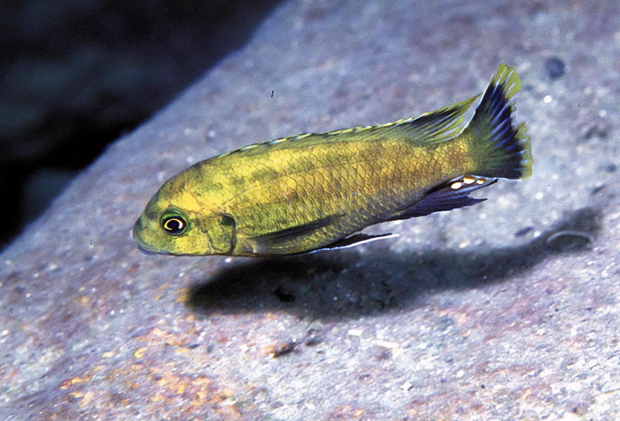 Rostpetrotilapia, tanzaniapetrotilpia