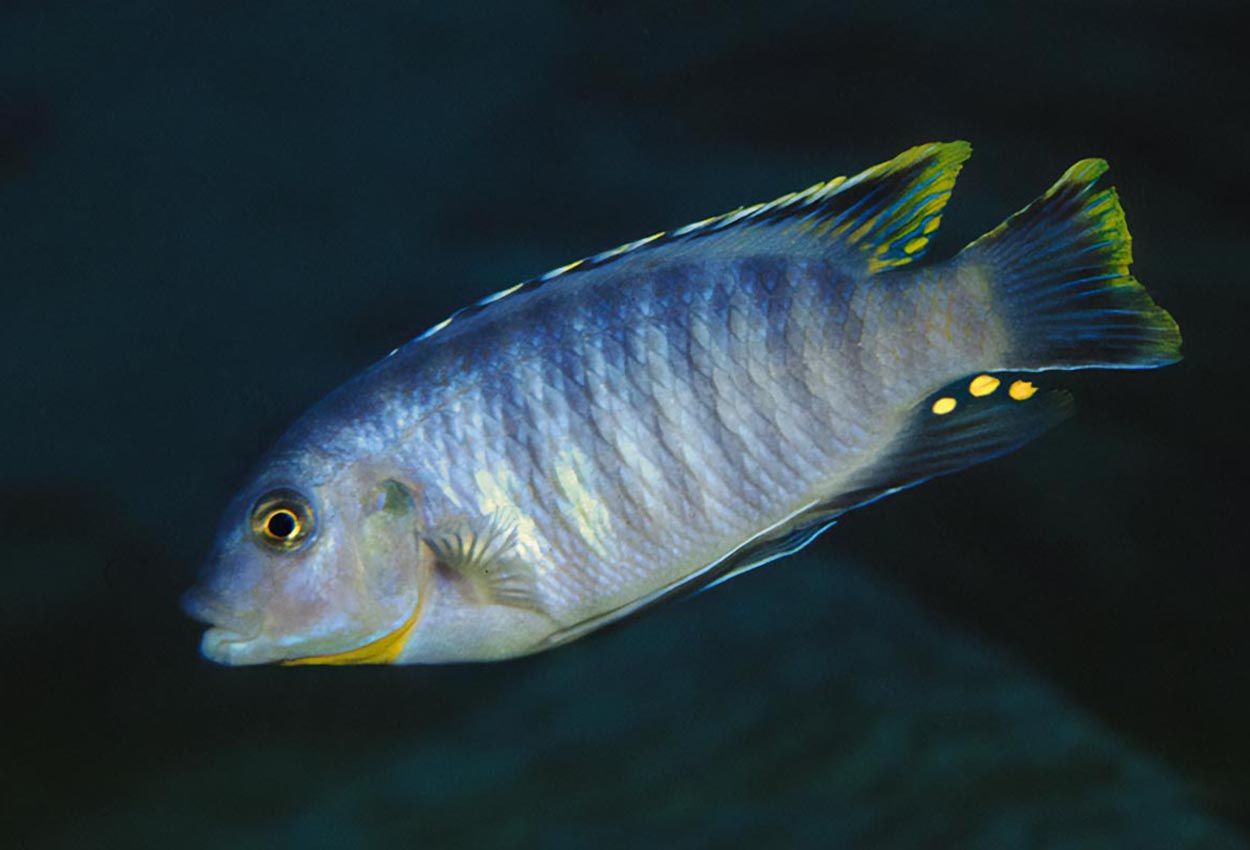 Liten blå petrochromis