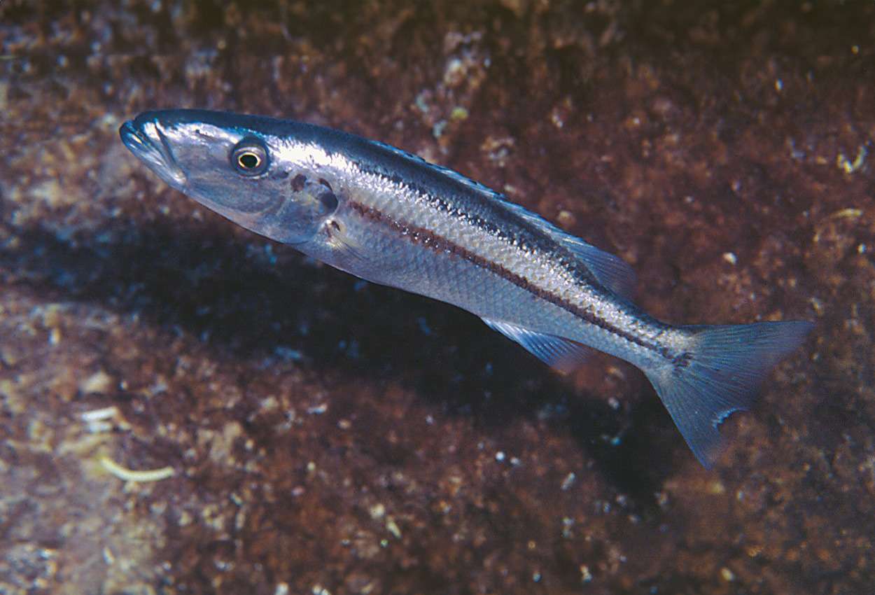 Tigerfisk, tigermalawi, Ncheni, Woods malawi