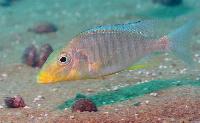 <i>Taeniolethrinops praeorbitalis</i>