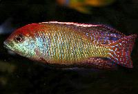 Red cap lethrinops