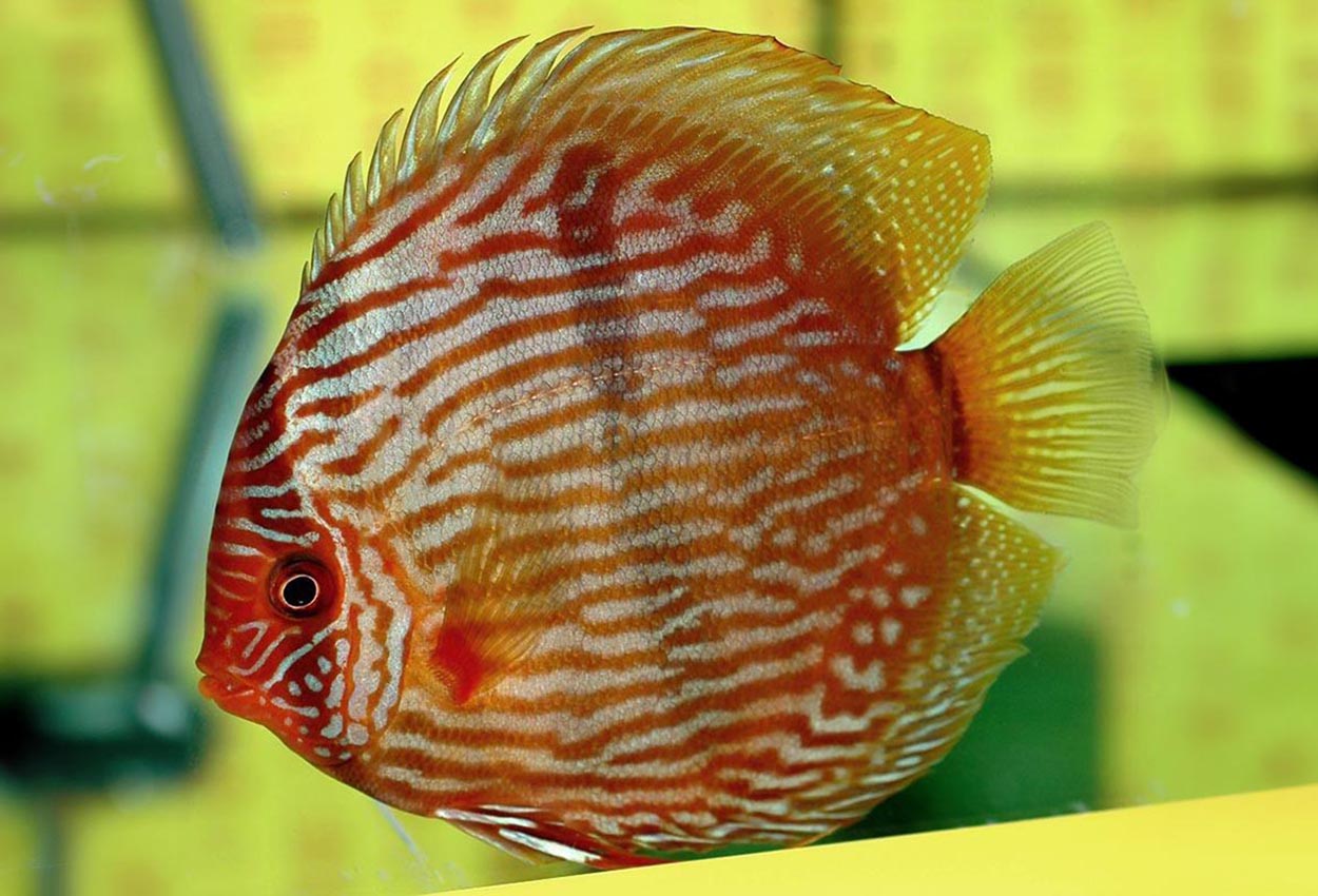 Foto på fisken Symphysodon discus (Heckel)