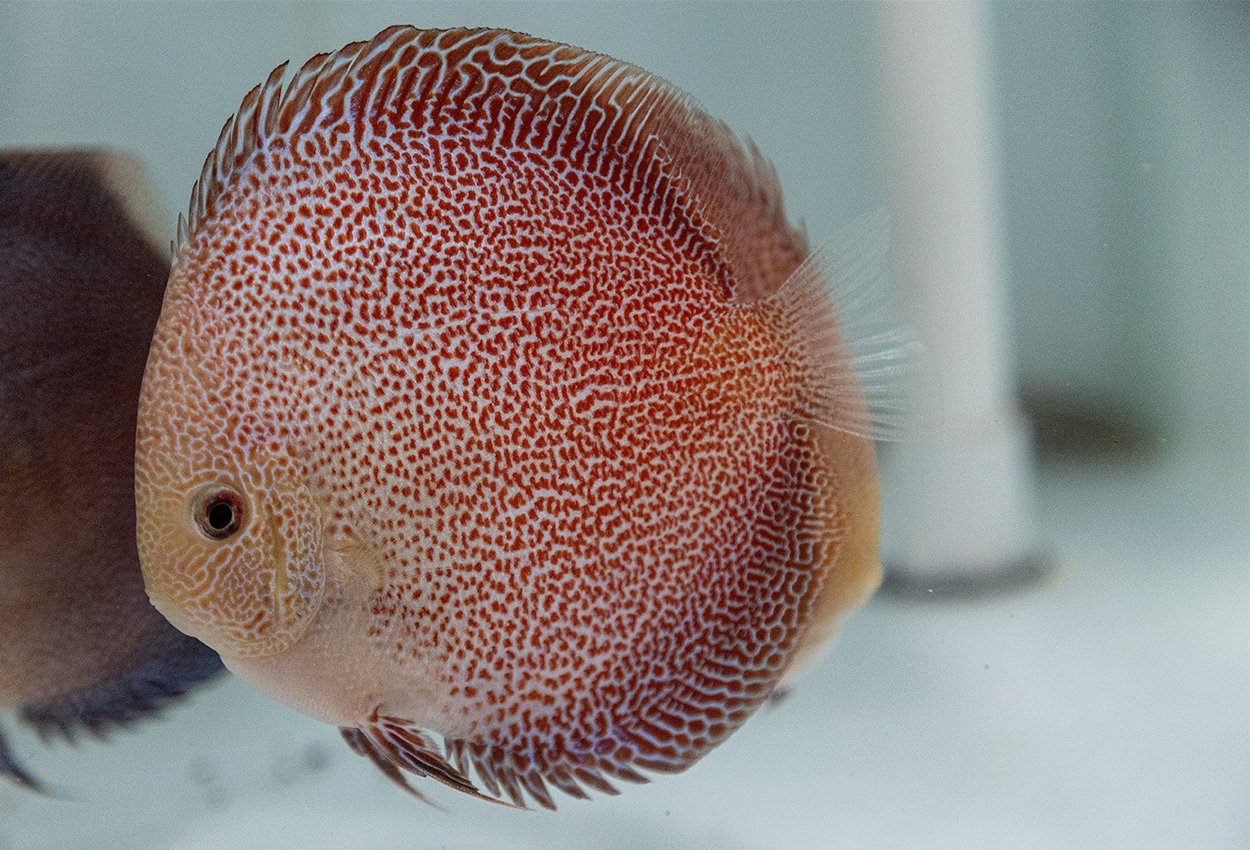 Diskus super eruption