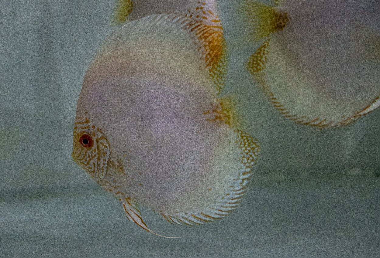 Diskus white butterfly