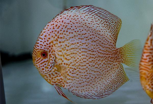 Diskus golden leopard