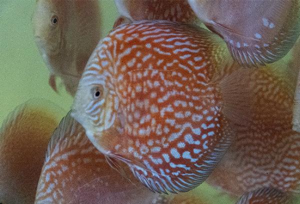 Diskus red checkerboard