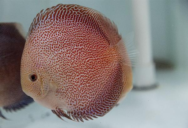 Diskus super eruption