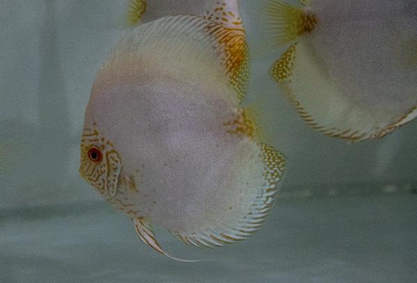 Diskus white butterfly