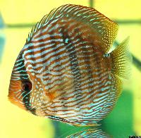 <i>Symphysodon discus</i> 