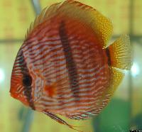 <i>Symphysodon discus</i> 